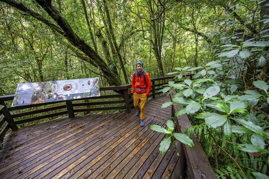 Young man on wooden path with information signs, in dense forest, Graskop Gorge or Graskopkloof, Graskop, Mpumalanga, South Africa
