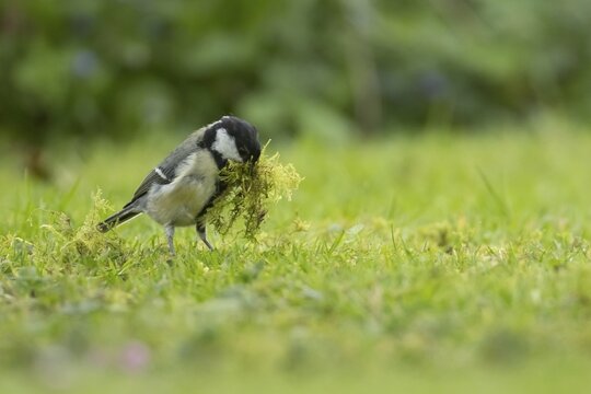 Great tit (Parus major) adult bird collecting moss from a garden lawn for nesting material, Suffolk, England, United Kingdom