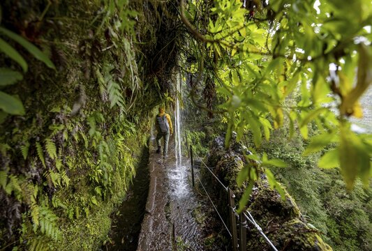 Hikers on a narrow path along a levada with a waterfall, in dense forest, Levada do Caldeir&atilde;o Verde, Parque Florestal das Queimadas, Madeira, Portugal