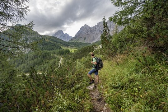 Mountaineer on a hiking trail between mountain pines, Carnic High Trail, view back to the Upper Wolayer Alpe, Carnic Main Ridge, Carnic Alps, Carinthia, Austria