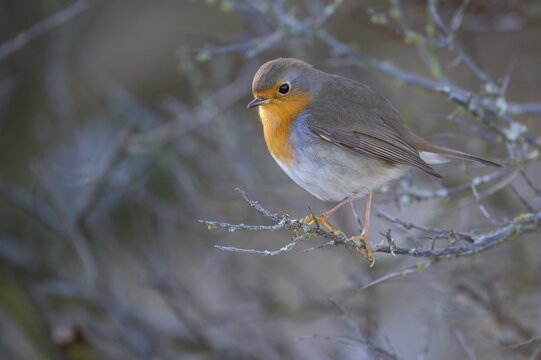 European robin ( Erithacus rubecula) sitting in bare bushes, North Holland, Netherlands