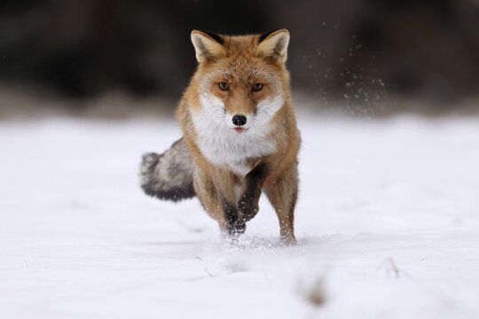 Red fox (Vulpes vulpes) running in a snowy meadow, Czech Republic