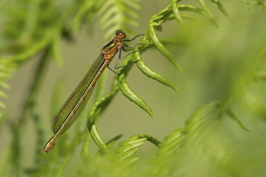 Emerald damselfly (Lestes sponsa) adult insect resting on a Bracken plant stem, England, United Kingdom