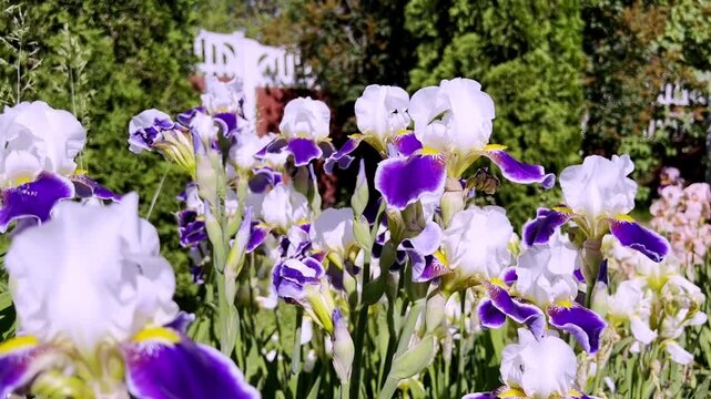 Purple and white irises bloom in a sunlit garden with gentle motion. Perfect for floral video backgrounds, spring campaigns, and website banners.