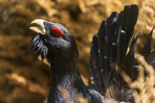 Close-up of a black bird with a red crest in a natural environment, capercaillie, cock (Tetrao urogallus), France