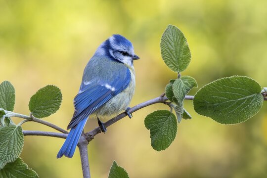 Blue tit (Parus caeruleus), sitting on a branch, Schwaz, Tyrol, Austria