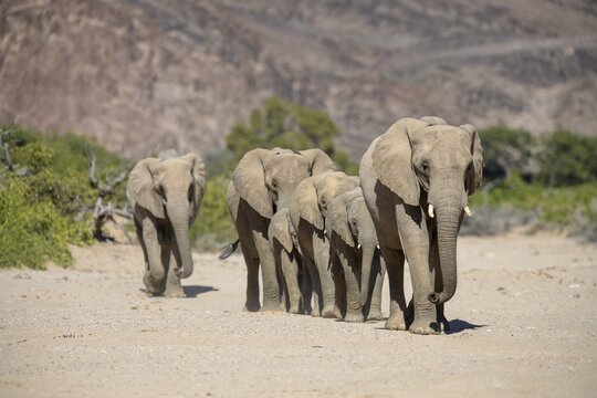 Desert elephants (Loxodonta africana) in the Hoanib dry river, Kaokoveld, Kunene region, Namibia