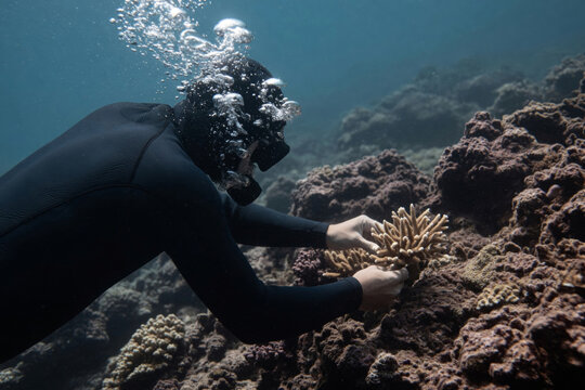 Scuba diver planting coral fragment on ocean reef for marine conservation and ecosystem restoration underwater