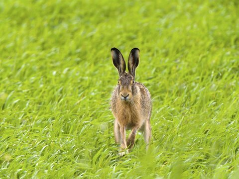 European hare (Lepus europaeus), running, Texel Island, Netherlands