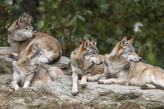 Gray wolves (Canis lupus) lying on a rock, captive, Germany