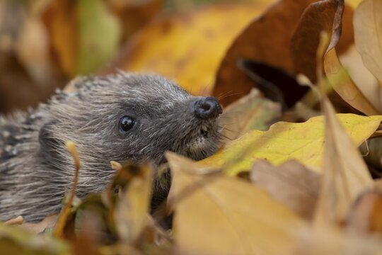 European hedgehog (Erinaceus europaeus) adult animal amongst fallen autumn leaves, England, United Kingdom