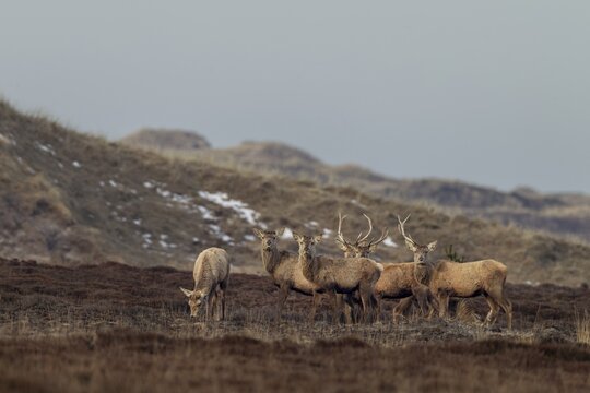 In this photo, all phases of antler shedding can be clearly seen, some of the red deer (Cervus elaphus) are still wearing both antlers, some have already lost one and others are completely missing the headdress, shedding time, antler shedding, dune landscape, April, Denmark