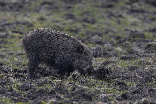 The damage caused by wild boar (Sus scrofa) in agriculture can be considerable, as shown by this particular wild boar, Denmark