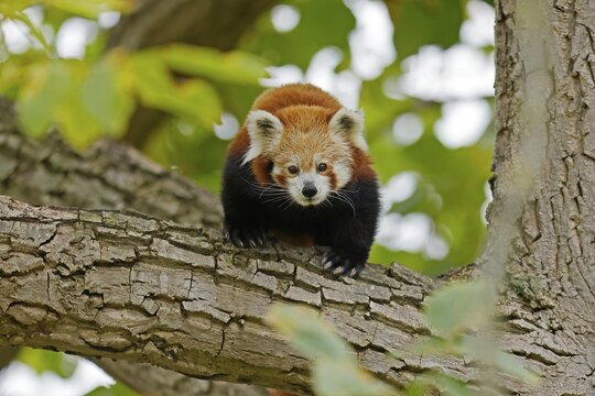 Red panda (Ailurus fulgens fulgens) climbing a branch