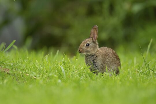 Rabbit (Oryctolagus cuniculus) juvenile baby animal on a garden lawn, Norfolk, England, United Kingdom