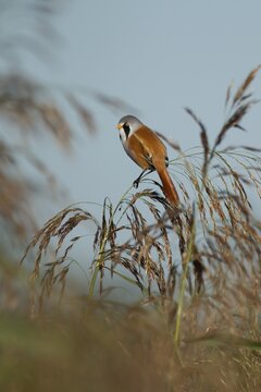 Bearded tit or reedling (Panurus biarmicus) adult male bird on a reed seedhead in a reedbed, England, United Kingdom