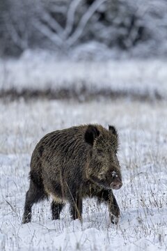 The wild boar boar (Sus scrofa) continues on its way in search of mating females, early winter, winter, snow, cold, rush, mating season, November, Denmark
