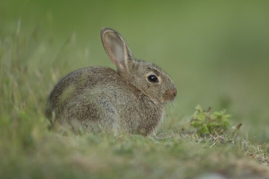 Rabbit (Oryctolagus cuniculus) juvenile baby bunny animal resting in grassland in summer, Suffolk, England, United Kingdom