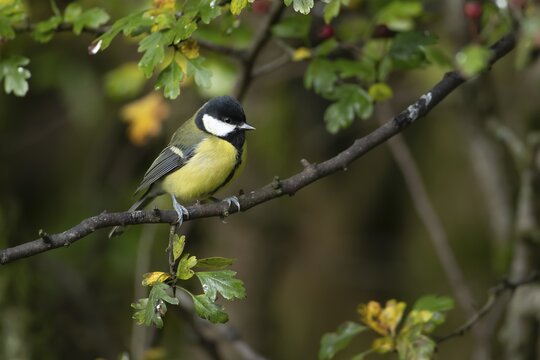 Great tit (Parus major) adult bird on a tree branch in a woodland, England, United Kingdom