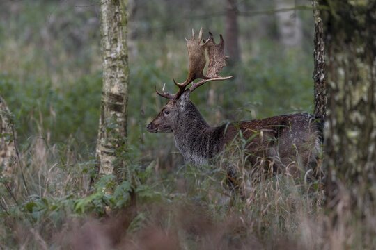 A fallow deer (Dama dama) still too young for the rut observes the activity on the rutting ground, rut, mating season, deer rut, autumn, October, Germany