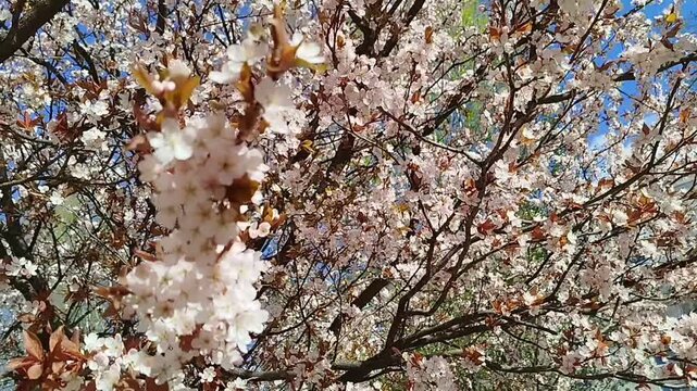 Blooming cherry branches with white flowers stretch towards the blue sky. Spring nature, blooming orchard, floral background, outdoor trees.