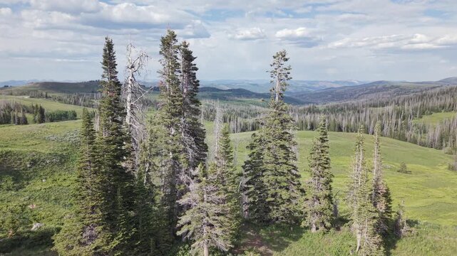 Uinta Highlands Push through Pines with Mountain Peaks