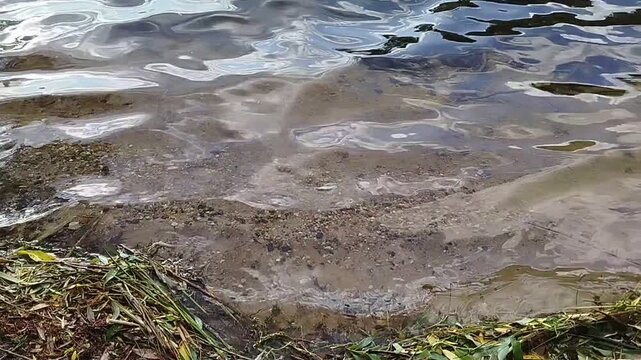Clear water ripples gently over a shallow sandy shore with pebbles. River wave, summer relaxation, natural background, outdoor leisure.