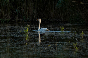 Aufnahme eines einzelnen, schwimmenden Singschwanes in seinem Habitat, im Abendlicht. © Mike