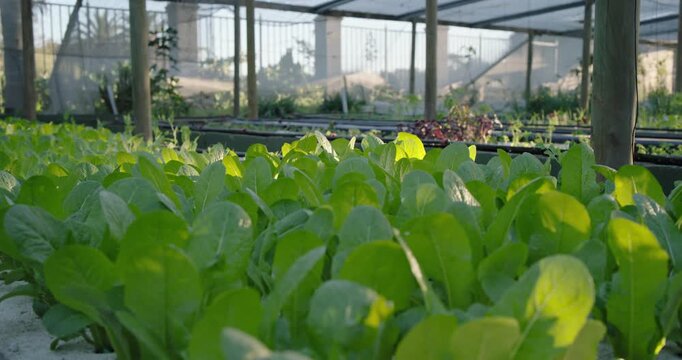 Camera is sliding right as recording starts, revealing dense lettuce bed in greenhouse for checks