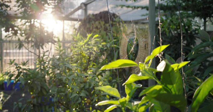 Camera shifting right to reveal circular spider web in sunlit backyard, catching sunlight droplets