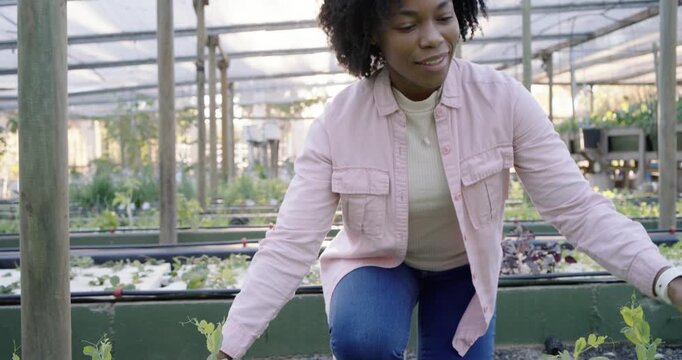 African American woman spotting greens kneeling on raised bed checking leaves in greenhouse