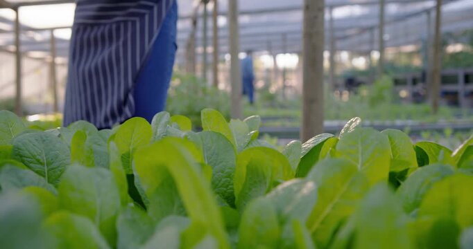 African grower in striped apron harvesting with aid, woman holding crate in greenhouse showing crop