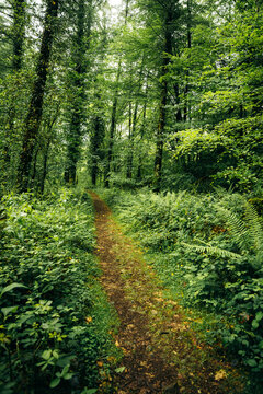 Humid spring forest path with lush greenery in Basque Country