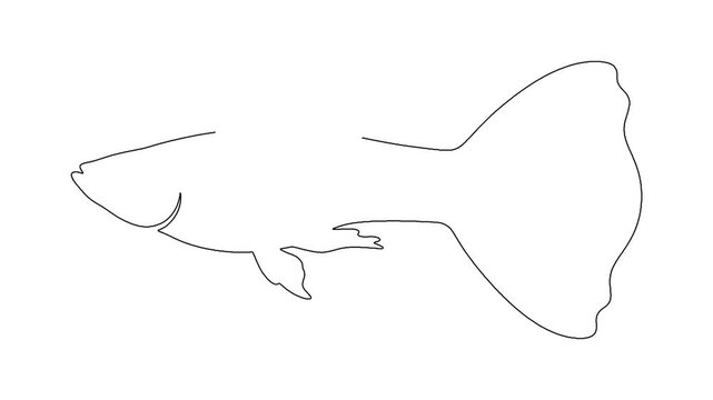 Single line drawing of guppy fish moves and appears on white background animation.