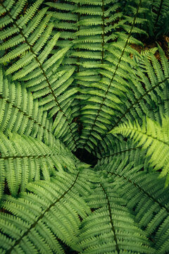 Lush fern fronds in humid spring forest understory