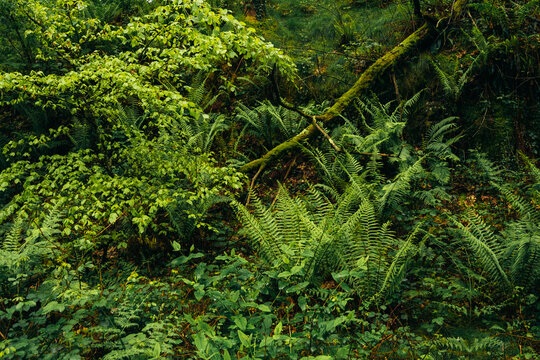 Lush spring vegetation in a humid forest understory