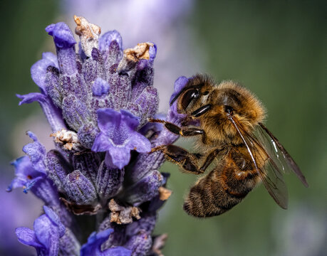 Western honey bee gathers nectar from lavender flower