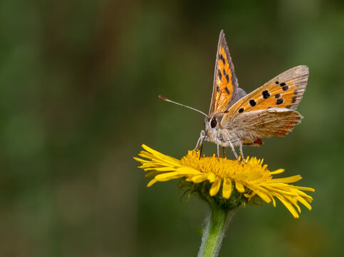 Small copper butterfly on common cat's-ear flower