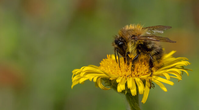 Common carder bee on yellow wildflower in England