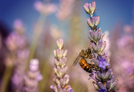 Honey bee on lavender in Hayling Island, England