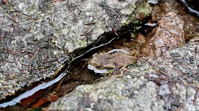 Close-up of a small frog camouflaged among moss and pine needles on a rock beside a forest stream near Lac Noir in the Vosges Alsace. Hidden woodland amphibian and biodiversity in the wild.