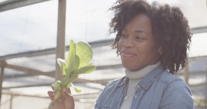 African woman in denim jacket holding plant checking roots, leaves for health in greenhouse smiling