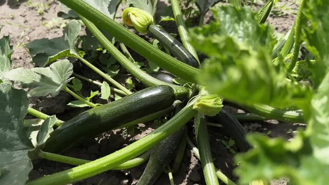A steady shot revealing a vibrant yellow zucchini bush with blooming yellow flowers and fresh vegetables growing on fertile soil in a sunny outdoor garden, ideal for organic farming concepts.