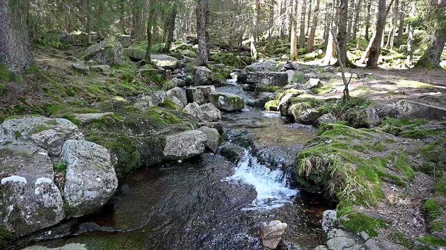 Gentle forest stream with small cascades flowing over mossy rocks through tranquil pine woodland near Lac Noir in the Vosges Alsace. Serene wilderness water and calming nature scene.