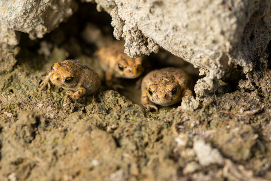 Macro view of natterjack toads in spring sand burrow