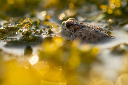 Macro view of natterjack toad Epidalea calamita in spring