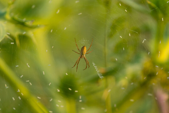 Macro documentary of a spider on web in spring meadow