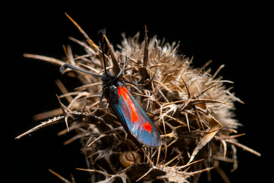 Royal Burnet moth on Galactites elegans in spring macro