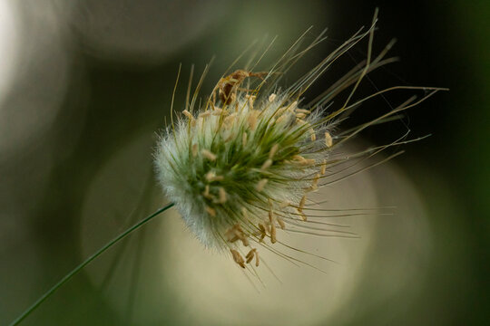 Macro documentary of insect on spring grass seed head