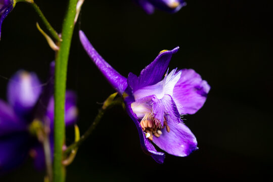 Macro view of Delphinium bloom in spring garden light